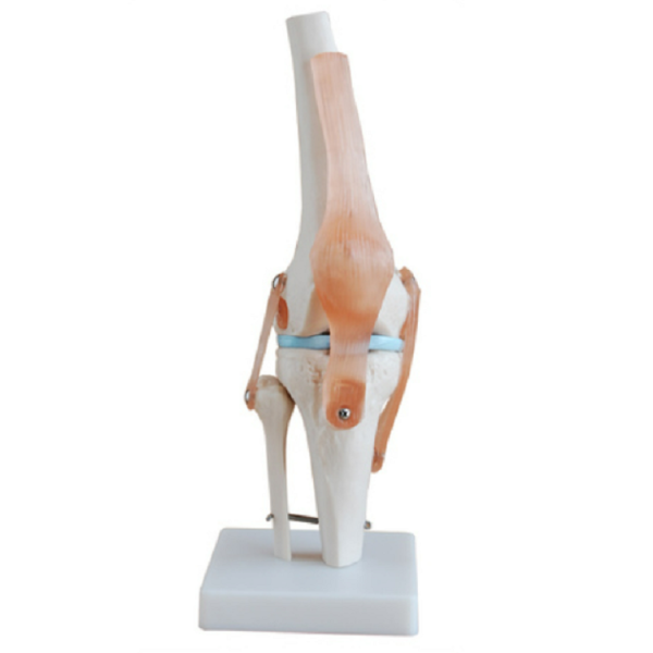 Life-Size Knee Joint