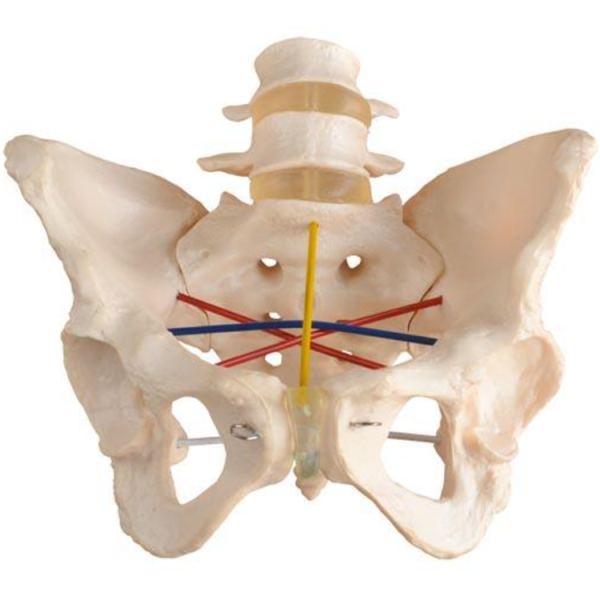 Pelvimetry Demonstration Model