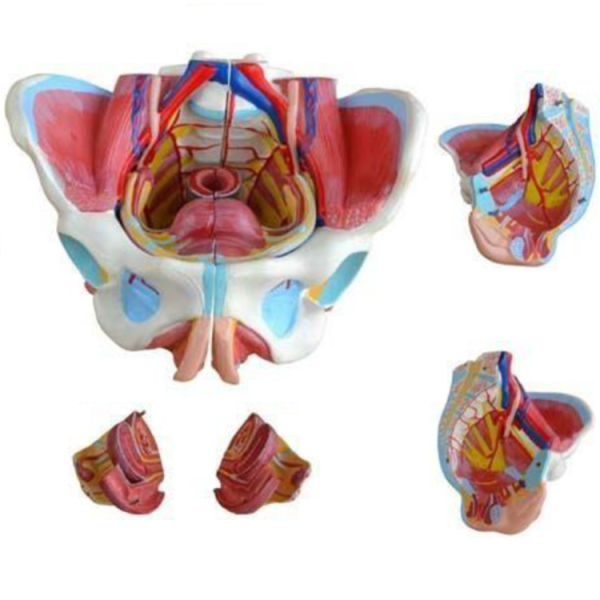 Female Pelvis Model